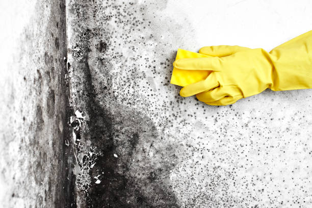 Best Certified Mold Removal  in Union City, TN