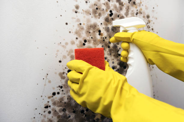 Best Mold Damage Repair  in Union City, TN