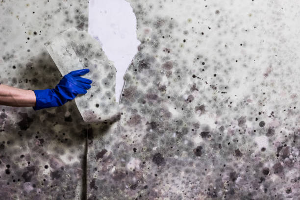 Best Mold Remediation  in Union City, TN