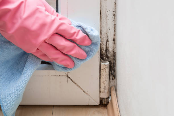 Professional Mold Removal in Union City, TN